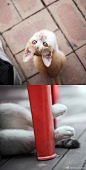 喜欢随意抓拍猫猫表情动作的摄影师Lee Junghoon，每天都在坚持拍摄。曾将作品整理出版，可谓是猫星人的专职写真官，这样的爱好非常有爱。 ​​​​