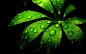 清新养眼的绿色植物护眼桌面壁纸高清 第一辑(1920×1200)