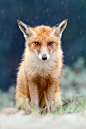 Photograph I Can't Stand the Rain by Roeselien Raimond on 500px