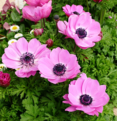 sharon青葙采集到银莲花 海葵花anemones