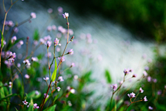 水中石采集到花花世界