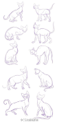 #绘画参考#  猫的动态画法参考 ​​​​