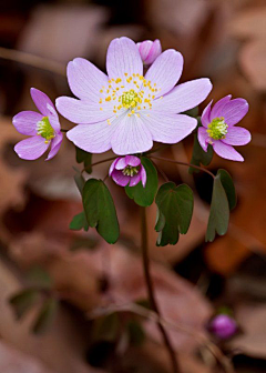 花花ing采集到花