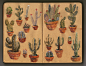 Cacti cacti cacti cacti cacti