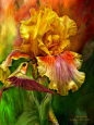 Carol Cavalaris漂亮的花卉绘画作品