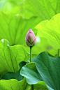 Lotus  莲花