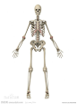 人体骨骼图片_百度百科