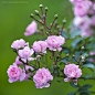 Photograph The rose autumn by sergei gladyshev on 500px