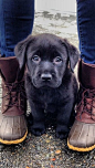 Boots and pups: 