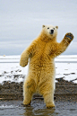 Steven Kazlowski在阿拉斯加捕捉到北极熊站立着跳舞。（via 豆瓣网友 - 國際猶太資本的广播：O网页链接） ​​​​