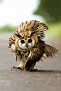 Funny Wildlife, Street Strolling Owl! | Cutest Paw