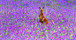 General 2048x1105 animals mammals flowers kangaroos