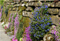 【花境欣赏】45张景观花境实景，植物设计参考借鉴。(一） | 聚艺手绘