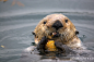 Photograph Fern Harbor Sea Otter 30 by Jon Cornforth ❘ Cornforth Images on 500px #萌#