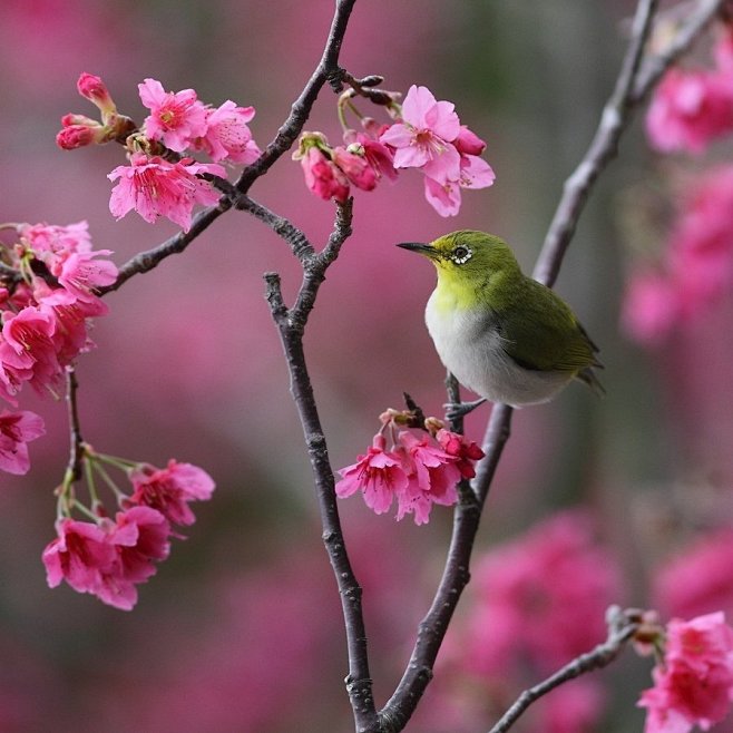 樱花