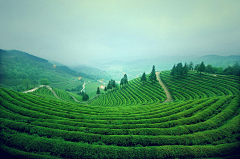 澷踄踏上微风采集到风景