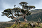 travel_plant_tree_portugal_photoshop_island_weird_nikon-733465.jpg!d (1600×1063)