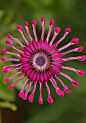 车轮菊  为蓝眼菊属的栽培品种。其特色为花朵有卷曲的舌瓣花，造型独特殊雅，似一朵朵旋转般的轮盘。