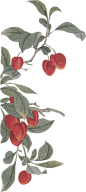 素材绿色红色水果中国风叶子桃子图案工笔画油桃图片