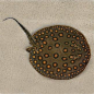 Motoro Freshwater Stingray