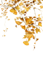 #@冒险家的旅程か★#
PNG透明背景素材 png图片  树叶 绿叶 叶子 摄影 高清 素材 草丛 大自然图片 小素材 花木 植物 
#@冒险家的旅程か★#