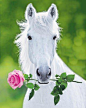 Romantic Horse