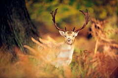墨墨大娃娃采集到Deer.▕ 是鹿呢。