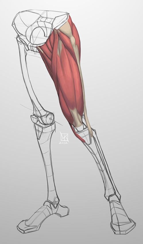 Anatomy Demos ✤ || C...