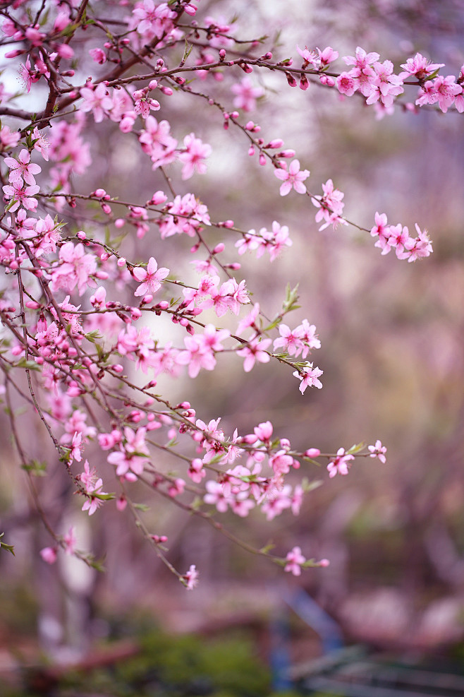 十里桃花不如一个你 : 桃花  春风