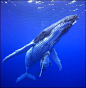 Google Image Result for http://animal.discovery.com/tv/whale-wars/meet-the-whales/humpback-whale/images/humpback-whale.jpg