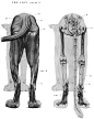 动物骨骼肌肉解剖图：狗，狮，马 1280PX[30P] (23).jpg
