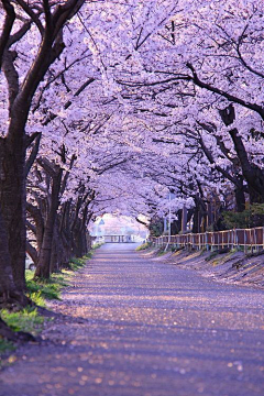 creamt采集到风景、天空、树、花、山、河