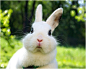 萌了吧唧的小兔子图片分享，超级可爱的,小兔子图片