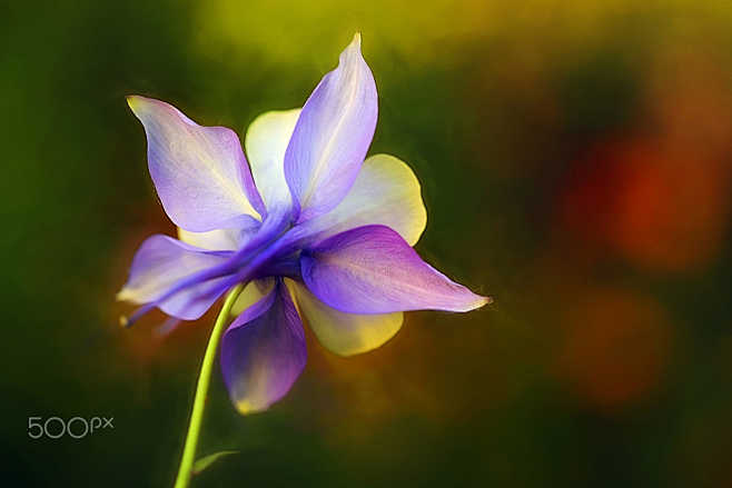 Aquilegia  