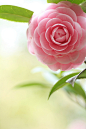 #微距# #鲜花# #山茶花#
| camellia | Flickr -