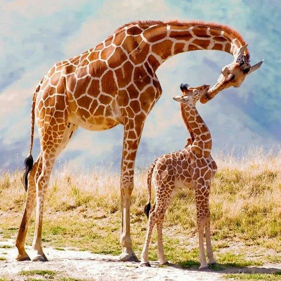 Giraffes