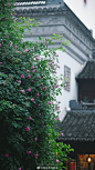 花漾·老门东
暮春时节，青砖黛瓦爬满了蔷薇、藤月，空气里都是甜甜的香。