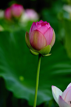 🌺智者懂得隐忍🌺采集到出淤泥而不染