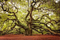 世界上最赞的16张照片
7.美国南卡罗莱纳的天使橡树：目前有20米高，预计有400到500年。