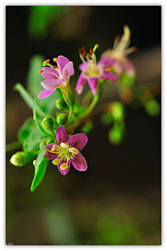 菊苑逸馨采集到花儿