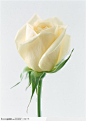 花的彩绘-漂亮的白色玫瑰@北坤人素材