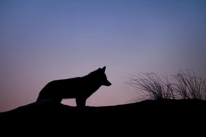 Silhouette, wolf, fo...