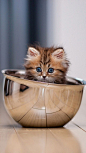 猫咪快到碗里来
奶猫,手机壁纸,碗,花猫 #素材#