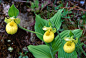 黄花杓兰(Cypripedium flavum),开花期5-6月,生于海拔2900-3900米的高山草甸、灌丛中。由威尔逊成功引种到阿诺德树木园。以其高贵典雅的气质，被西方园艺界称为“高傲的玛格丽特”。欧洲传说里，它们是由女神维纳斯遗失在林中的鞋子变成的。国家Ⅱ级重点保护野生植物。