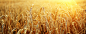 乡村田园金色水稻banner背景|水稻,农业,田野,环保,海报