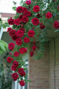 Red roses: 