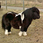 Shetland Pony