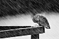 《Heavy Winter》，来自瑞典摄影师Mikael Sundberg，官方网站：http://t.cn/zOUUbcg，向不屈的鸟儿致敬。
