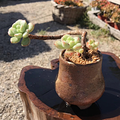 茶香~一缕采集到花儿及微景观