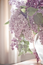 丁香

　　属落叶灌木或小乔木

　　花两性，呈顶生或侧生的圆锥花序，花色以白色和紫色为居多

　　因为丁香花多成簇开放，好似结。称之为“丁结，百结花”。